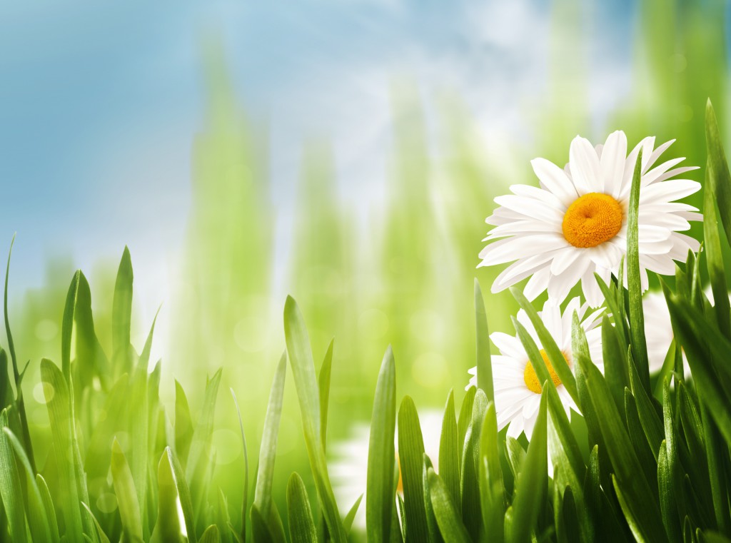 Daisy flowers on the meadow, seasonal backgrounds for your design